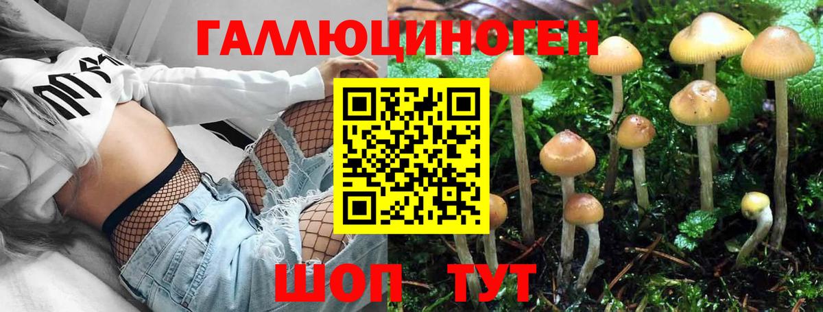 Северобайкальск  Галлюциногенные грибы MAGIC MUSHROOMS  Вход с VPN 
